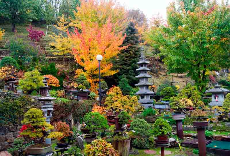 Poesia senza voce nel Giardino Museo Bonsai della Serenit�.